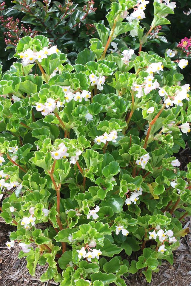 B. ‘Barbara Rogers’